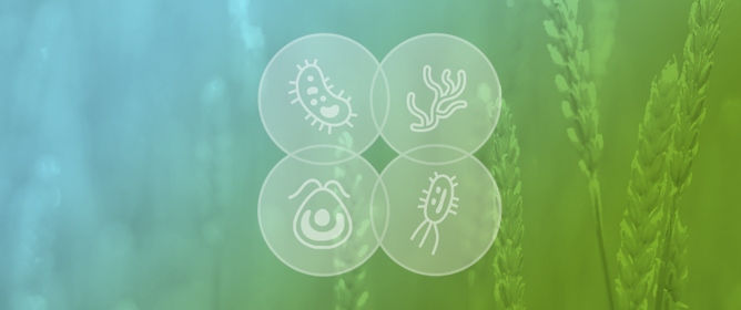 Harnessing Plant&ndash;Microorganism Interactions to Mitigate Biotic and Abiotic Stresses for Sustainable Crops