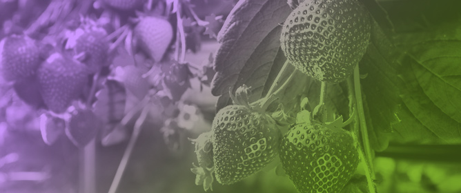 Salinity Stress in Strawberry (<em>Fragaria</em> &times; <em>ananassa</em> Duch.): Biological Intervention Strategies and Breeding Approaches for Salt-Tolerant Cultivars