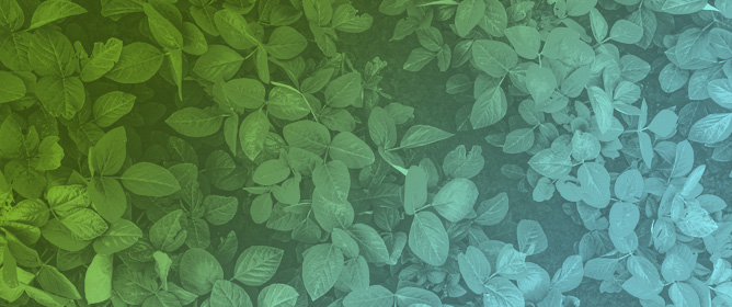 Silicon Modulates the Chloroplast Proteome to Enhance Drought Tolerance in Soybean