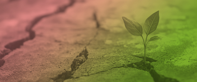 Molecular Mechanisms and Experimental Strategies for Understanding Plant Drought Response