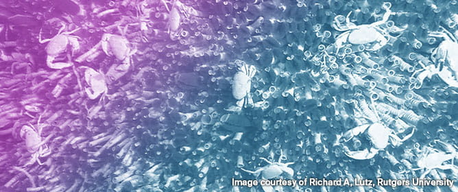 Environmental Constraints and Resilience of Organisms in Abyssal Plain, Whale Fall, Cold Seep and Hydrothermal Vent Environments in the Deep Sea