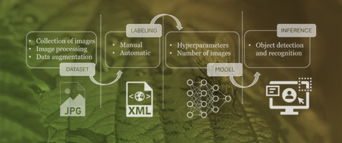 Development and Validation of an Image Dataset for Automatic Recognition of the Olive Fruit Fly (<em>Bactrocera oleae</em>) Using Machine Learning