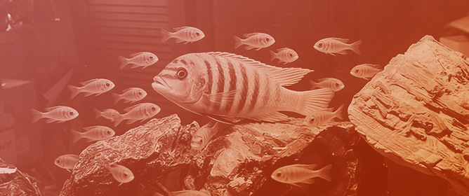 From Mammals to Zebrafish, via Cichlids: Advantages and Some Limits of Fish Models for Human Behavioral Pathologies