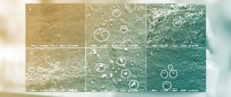 Comparative Assessment of the Remineralization Potential of Five Modern Oral Health Products on Bovine Enamel