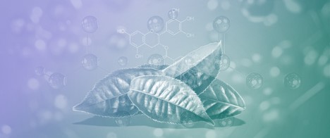 Physicochemical and Antioxidant Alterations of Modified and Free Epigallocatechin Gallate Under Thermal Treatment in Air and Vacuum