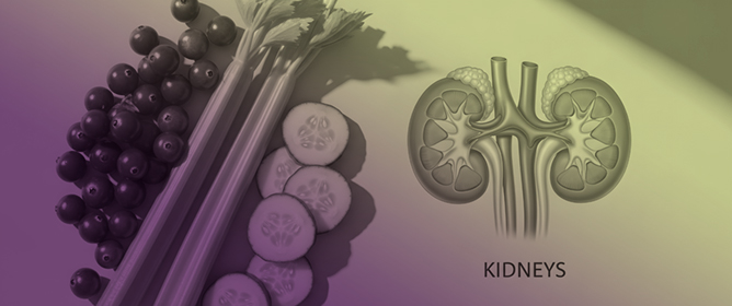 Planetary Health Diet Adherence and Medication Use in Older Adults with Chronic Kidney Disease: A Cross-Sectional Study