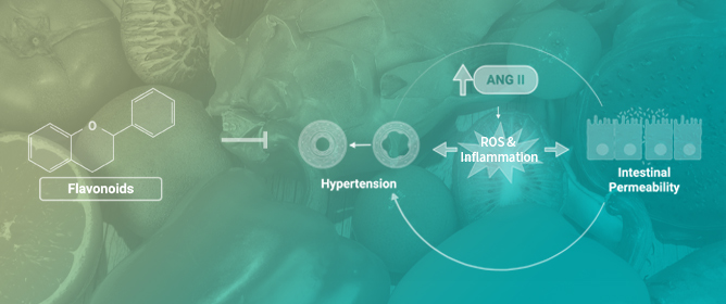 Dietary Flavonoids as Cross-System Modulators of Hypertension and Intestinal Permeability