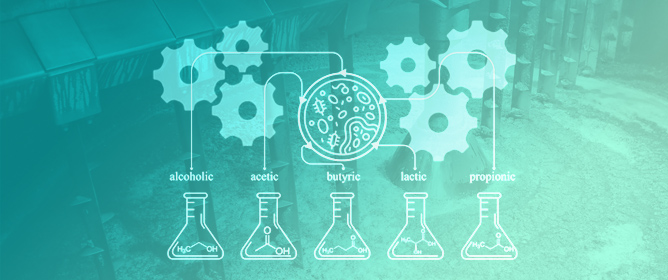 Classical Food Fermentations as Modern Biotechnological Platforms: Alcoholic, Acetic, Butyric, Lactic and Propionic Pathways and Applications
