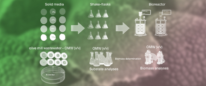 Optimization and Scale-Up of <em>Tuber</em> spp. Growth on Olive Mill Wastewater and Expired Glucose Syrup Substrates