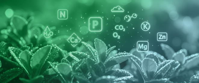 Micronutrient Signaling, Transport, and Functional Integration to Improve Cotton Nutrient Efficiency and Yield: A Review