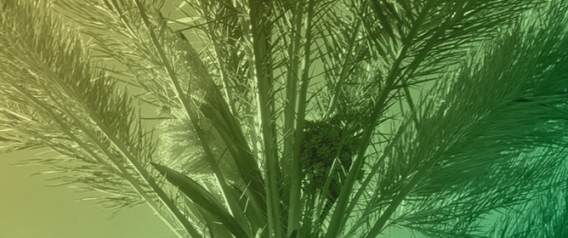 Atypical Summer Flowering in Date Palms in the Middle Dr&acirc;a Oases