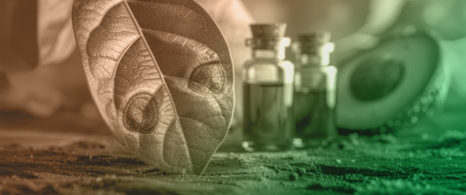 First Report of <em>Colletotrichum fructicola</em> on Avocado in Peru and Its Control with Piper Oils