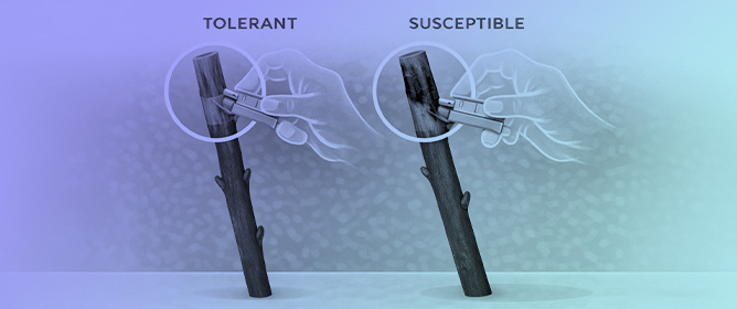 Detached Twig Assay to Evaluate Bacterial Canker on Peaches