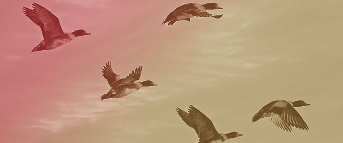 A Review of Coronaviruses in Wild Birds and Opportunities for Future Research on Migratory Waterfowl