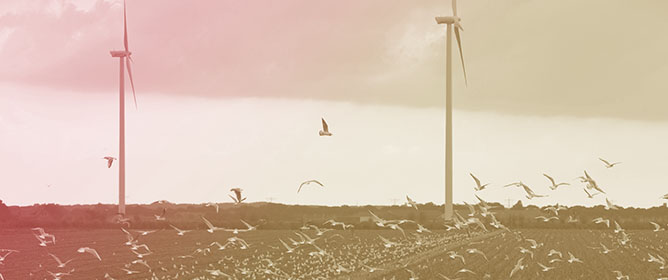 Bird Survival in Wind Farms by Monte-Carlo Simulation Modelling