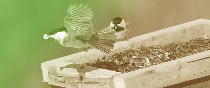 Is Winter Feeder Visitation by Songbirds Risk-Dependent? An Experimental Study