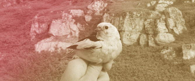 New Records of Feather Mites on Passerines from Greenland