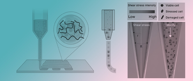 An Overview of 3D Bioprinting Impact on Cell Viability: From Damage Assessment to Protection Solutions