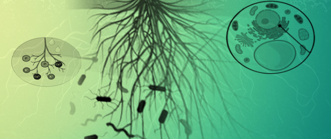 The Interactions of Carbohydrate-Based Biostimulants with Roots: From Perception to Response