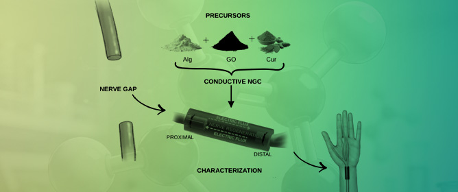 Neuroregenerative Potential of Conductive Alginate-Graphene Oxide Scaffolds