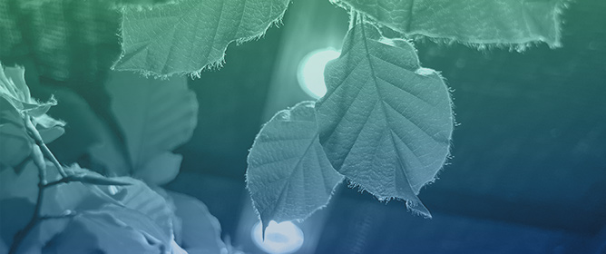 Light Pollution Affects Plants&rsquo; PSII Functioning