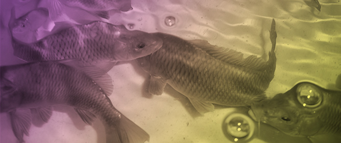 Qualitative Exploration of Ultrastructural Effects of Perfluorooctanoic Acid on Carp Gills: Mitochondria-Rich Cells as Candidate Biomarkers of Cytotoxicity