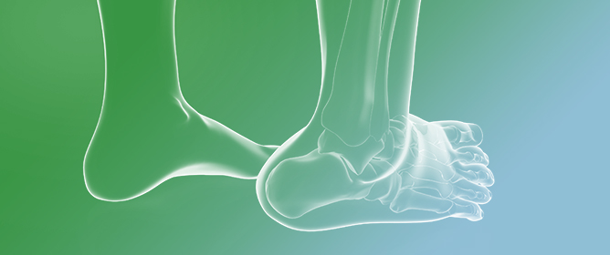 The Role of the Individual Bundles of the Deltoid Ligament in Multidirectional Stability and Articular Contact Pressure of the Ankle Joint: A Finite Element Analysis