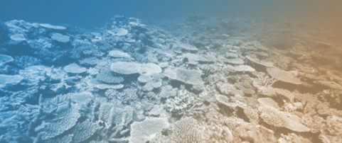 Metrological Assessment of pH<sub>T</sub> in TRIS Buffers Within Artificial Seawater: Implications for High-Salinity Reference Materials