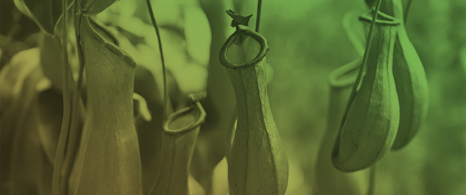 Effect of Different Characters of the Pitcher Trap Syndrome in <em>Nepenthes</em> on Insect Trapping Efficiency: A Biomimetic Approach