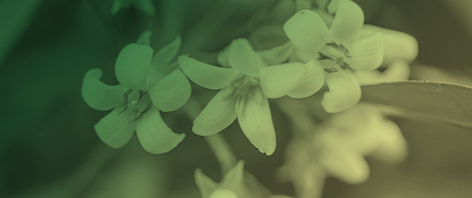 Reproductive Investment Across Native and Invasive Regions in <em>Pittosporum undulatum</em> Vent., a Range Expanding Gynodioecious Tree