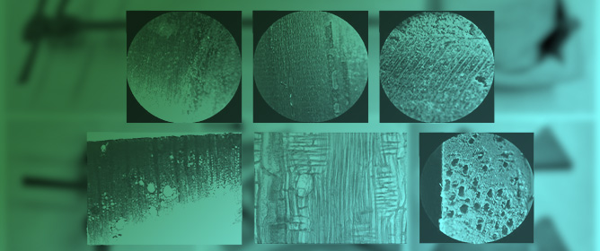 A Multi-Scale Anatomical Wood Identification Approach Applied to Traditional Japanese Chord Instruments