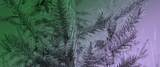 Omorika Spruce as a Potential Substitute for Norway Spruce and Blue Spruce in Post-Pollution Reforestation for Industrial Use