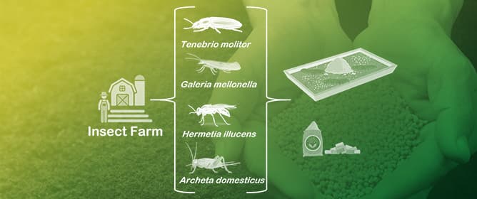 Insect Frass as a Sustainable Organic Fertilizer: A Comparative Study