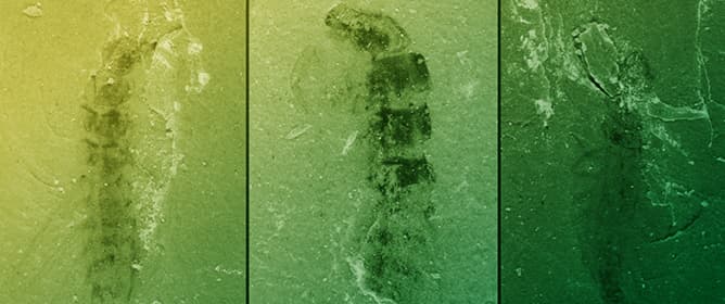 Megalopteran-like Morphology in Deep Time