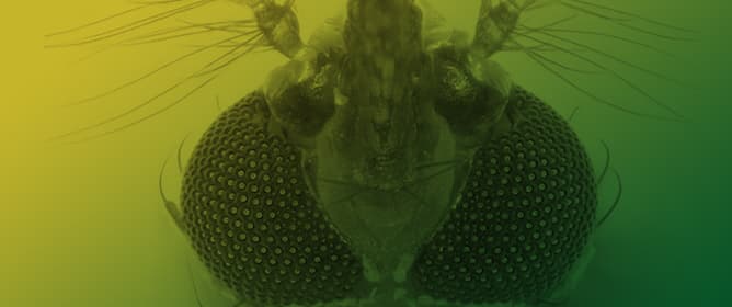 The Insect Eye: Biology &amp; Pest Management