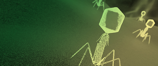 Bacteriophage Applications for Controlling Pathogens in Seafood Processing and Storage