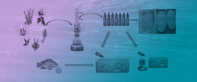Utilization of Plant-Derived Essential Oils as Natural Alternatives for Controlling Fish Pathogens: A Critical Review of Their Use Against <em>Aeromonas hydrophila</em>