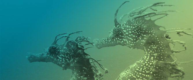 The Copepod/<em>Artemia</em> Trade-Off in the Culture of Long Snouted Seahorse <em>Hippocampus guttulatus</em>