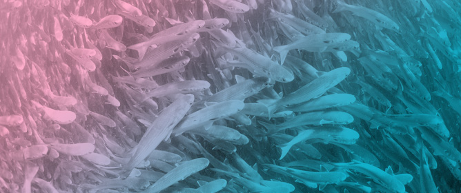 Analysis of Respiratory Behaviour of Thicklipped Grey Mullet (<em>Chelon labrosus</em>) Juveniles Under Different Rearing Conditions