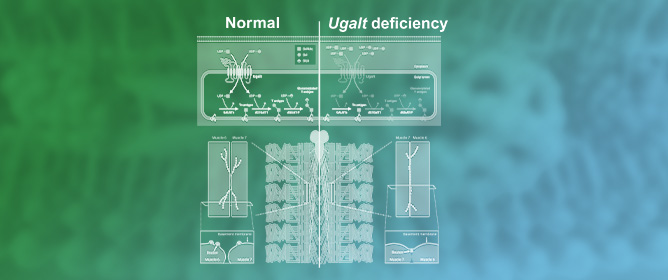 Loss of Mucin-Type <em>O</em>-Glycans Leads to Synaptic Defects in SLC35A2-CDG Fly Model