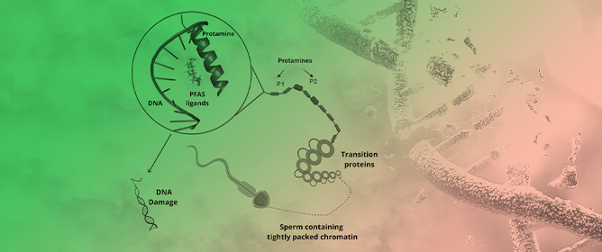 PFAS Impair Protamine/DNA Binding and May Promote Sperm DNA Damage