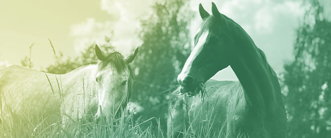 Motivation Without Means? Behavioral Drivers and Barriers to Biodiversity Implementation on Dutch Equine Yards