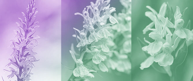 New Reports of Orchidaceae Family in Southern Calabria (Italy): Distribution and Conservation