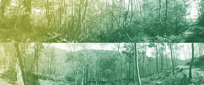 Impacts of Forest Cutting and Wood Removal on Saproxylic Insects: Conservation Implications from a Multi-Year Case Study of an Elusive Stag Beetle (Coleoptera: Lucanidae)