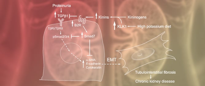 Dietary Potassium as a Novel Renoprotective Approach