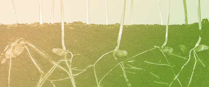 Comparative Evaluation of Novel Pre-Sowing Technologies on Germination and Vigour of Edible Wheat Sprout Seeds