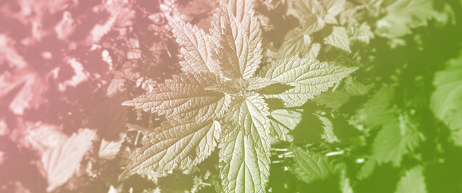 Effect of Fertilization and Plant Density on the Nutritional Value of Nettle (<em>Urtica dioica</em> L.)