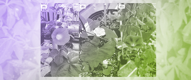 Seed Dormancy and Germination Ecology of Three Morningglory Species: <em>Ipomoea lacunosa</em>, <em>I. hederacea</em>, and <em>I. purpurea</em>