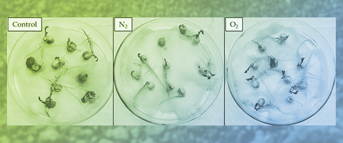 Physiology of Germination and Postharvest Deterioration in Chickpea (<em>Cicer arietinum</em> L., Fabaceae) Seeds Treated with Non-Thermal Plasma