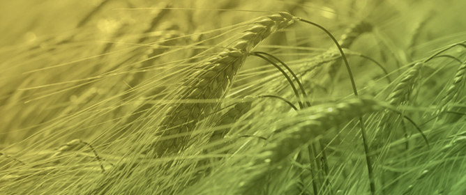 Isolation of Novel Fungal Endophytes from Wild Relatives of Barley (<em>Hordeum vulgare</em> L.) and In Vitro Screening for Plant Growth Promotion and Antifungal Activity